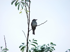 Myiodynastes maculatus