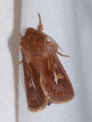 Cerapteryx graminis