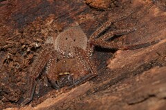Neosparassus diana