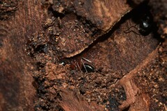 Camponotus innexus