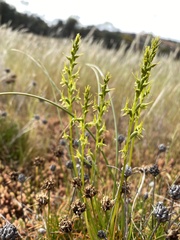 Prasophyllum gracile