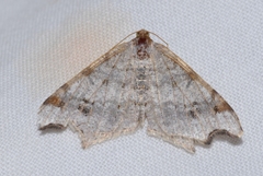 Macaria alternata