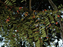 Xylopia sericea