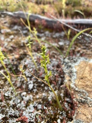 Prasophyllum gracile