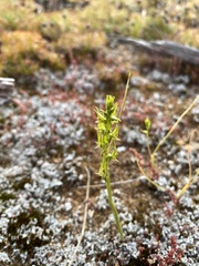 Prasophyllum gracile
