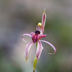 Caladenia cardiochila