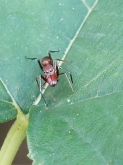 Myrmarachne formosana