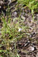 Cardamine pratensis