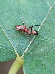 Myrmarachne formosana