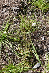 Cardamine pratensis