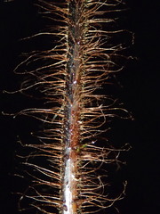 Lastreopsis hispida