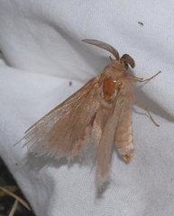 Lasiocampa trifolii