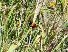 Malurus melanocephalus