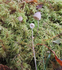 Mycena filopes