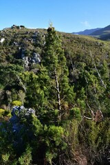 Widdringtonia nodiflora