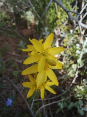 Ixia odorata