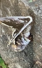 Saturnia pyri