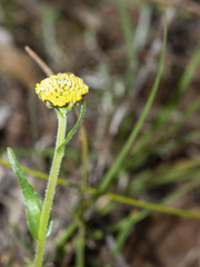 Craspedia variabilis
