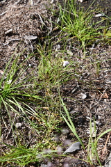Cardamine pratensis