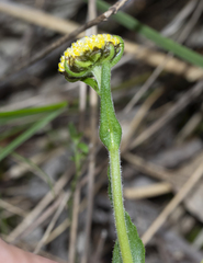 Craspedia variabilis