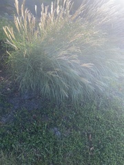 Miscanthus sinensis