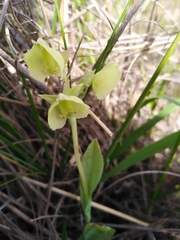 Pterygodium catholicum