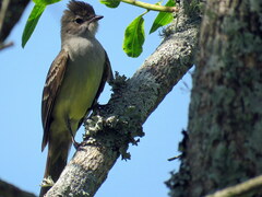 Elaenia