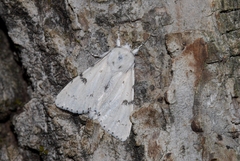Acronicta leporina