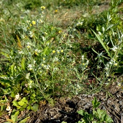 Artemisia jacutica