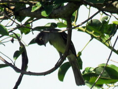Elaenia