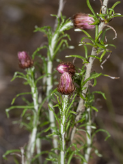 Chrysocephalum baxteri