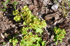 Chrysosplenium tetrandrum
