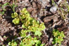 Chrysosplenium tetrandrum