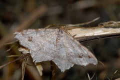 Macaria alternata