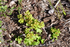 Chrysosplenium tetrandrum