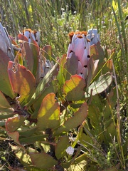 Protea speciosa