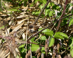 Malurus melanocephalus