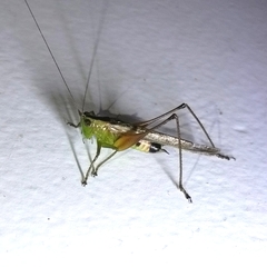 Conocephalus versicolor