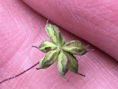 Thalictrum macrostylum
