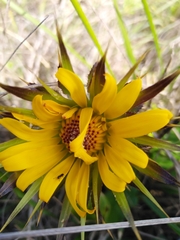 Berkheya armata