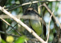 Myiarchus