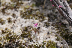Utricularia tenella