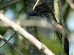Myiarchus