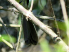 Myiarchus