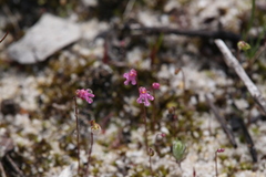 Utricularia tenella