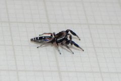 Cotinusa