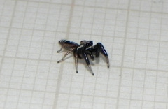 Cotinusa