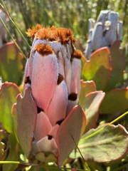Protea speciosa