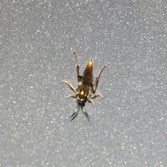 Cratichneumon