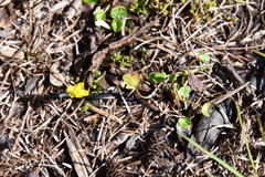 Ranunculus hyperboreus